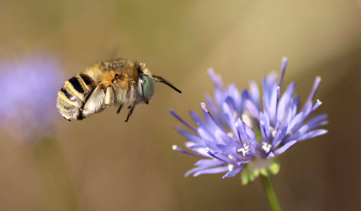 Heliophila bimaculata