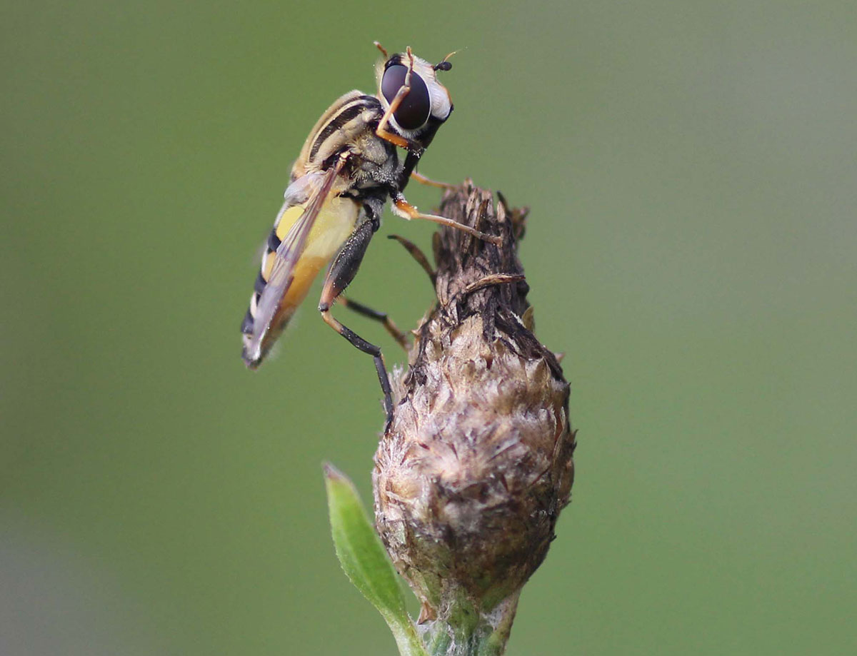 Helophilus trivittatus