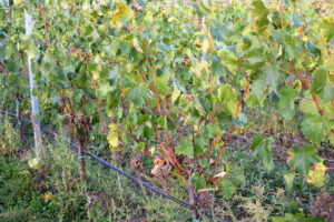 PIWI odrody – výber sponu výsadby