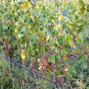 PIWI odrody – výber sponu výsadby