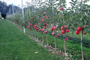 Prebierka plodov jabloní