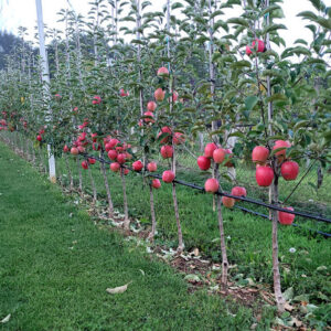 Prebierka plodov jabloní