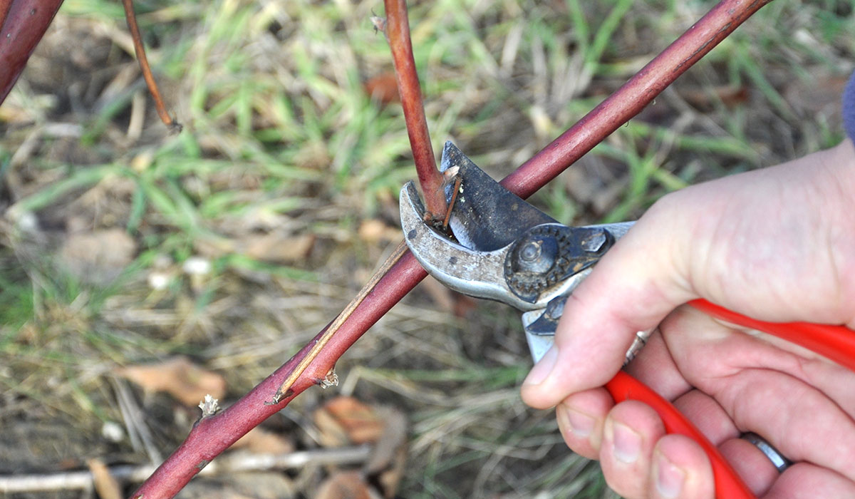 rez drobného ovocia