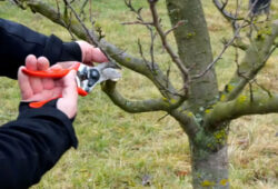 Udržiavací zimný rez slivkovín