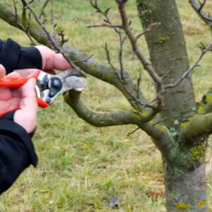 Udržiavací zimný rez slivkovín
