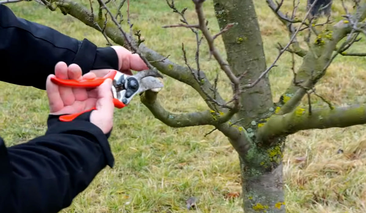 Udržiavací zimný rez slivkovín
