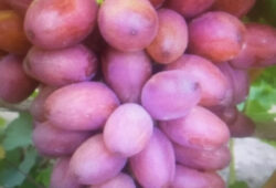 bogema