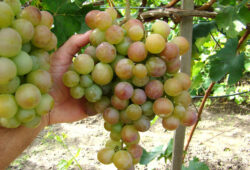 chalcedón
