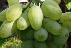 Danaja