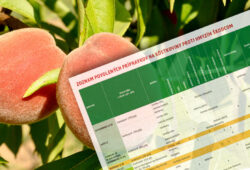 Škodcovia-kôstkoviny