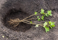 Výsadba drobného ovocia