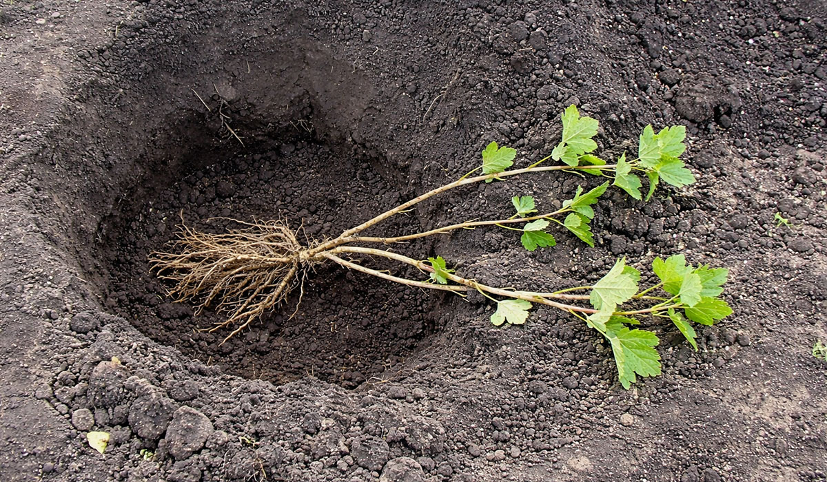 Výsadba drobného ovocia