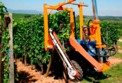 Zelené práce vo viniciach