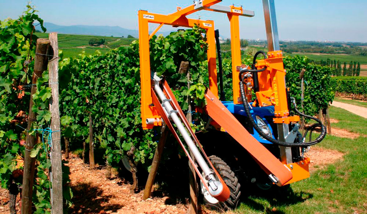 Zelené práce vo viniciach