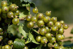 Čierna perla - odroda čiernej ríbezle