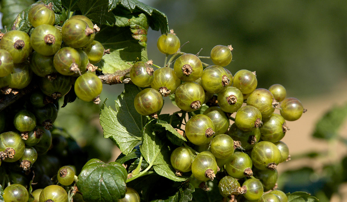 Čierna perla - odroda čiernej ríbezle