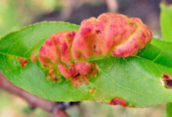 Kučeravosť broskyne.