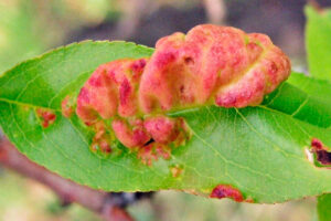 Kučeravosť broskyne.