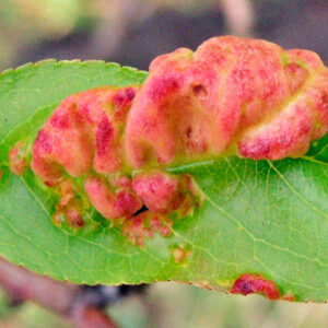 Kučeravosť broskyne.