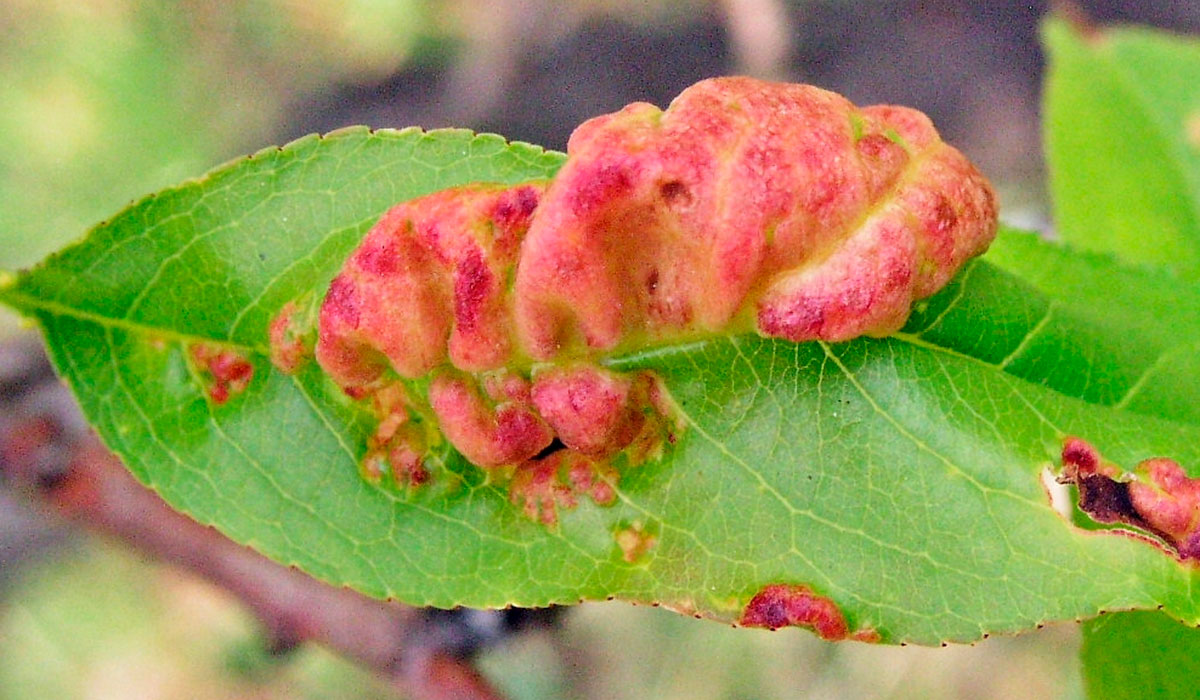 Kučeravosť broskyne.