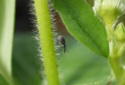 Dospelec kvetárky jahodovej