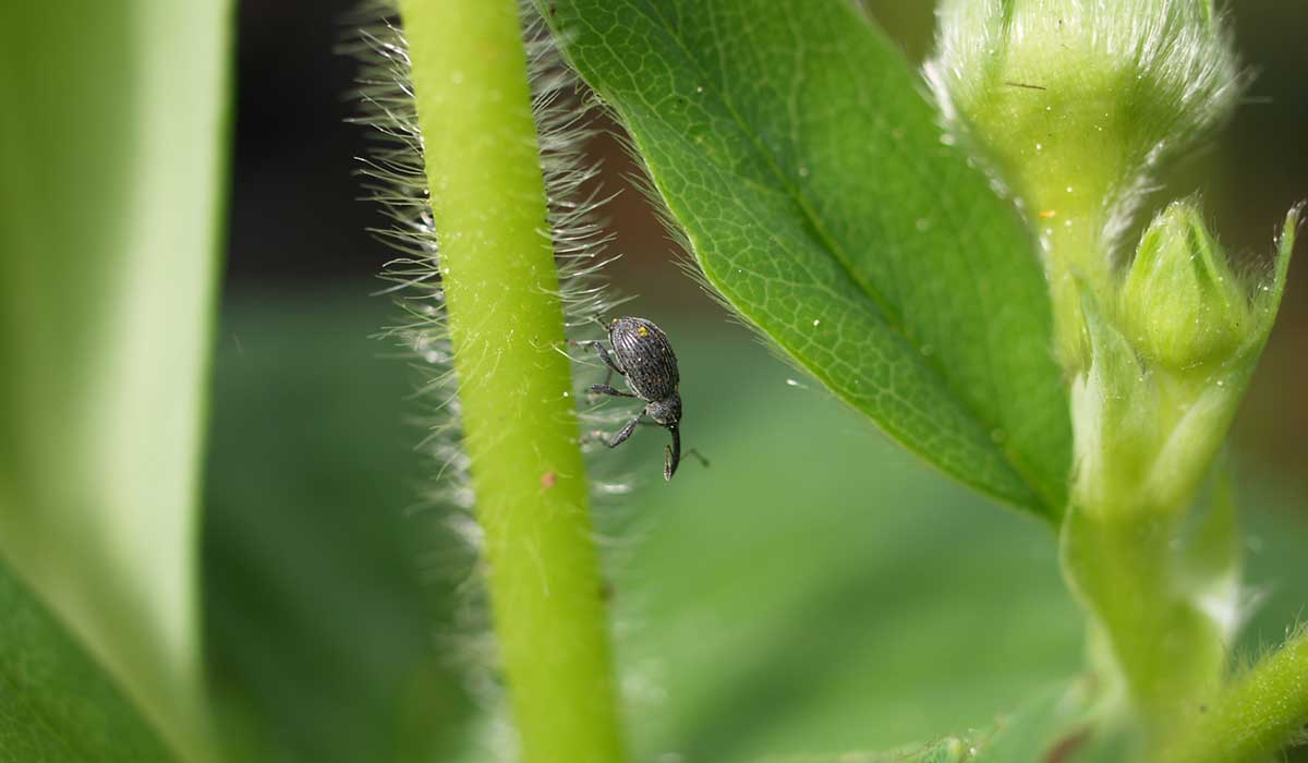 Dospelec kvetárky jahodovej