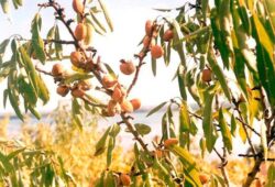 Mandľa obyčajná pred zberom