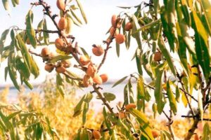 Mandľa obyčajná pred zberom