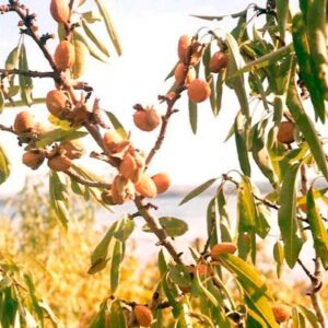 Mandľa obyčajná pred zberom