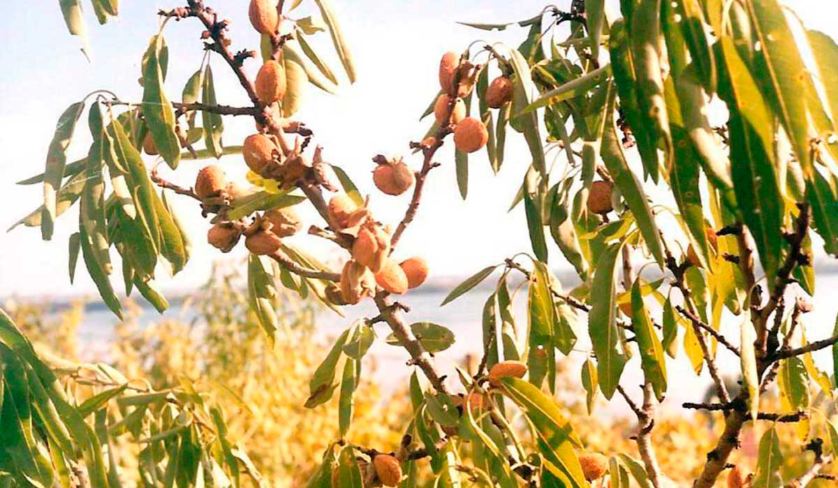 Mandľa obyčajná pred zberom