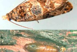 Obaľovač mramorový