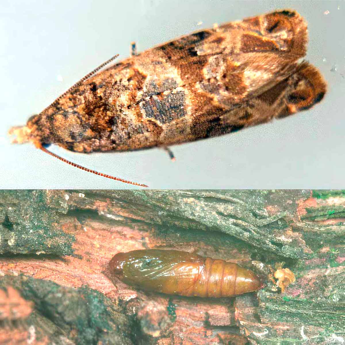 Obaľovač mramorový