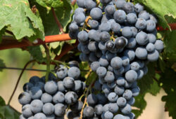 Modrá muštová odroda Dornfelder