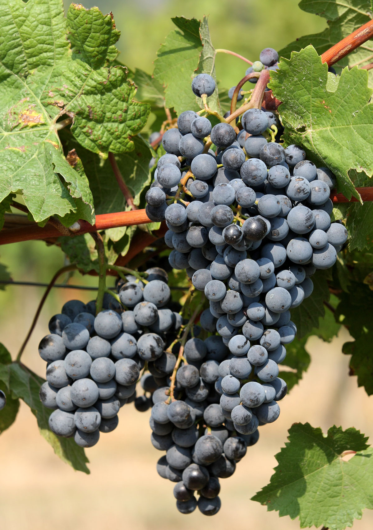 Modrá muštová odroda Dornfelder