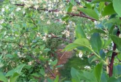 Slivky pri dokvitaní