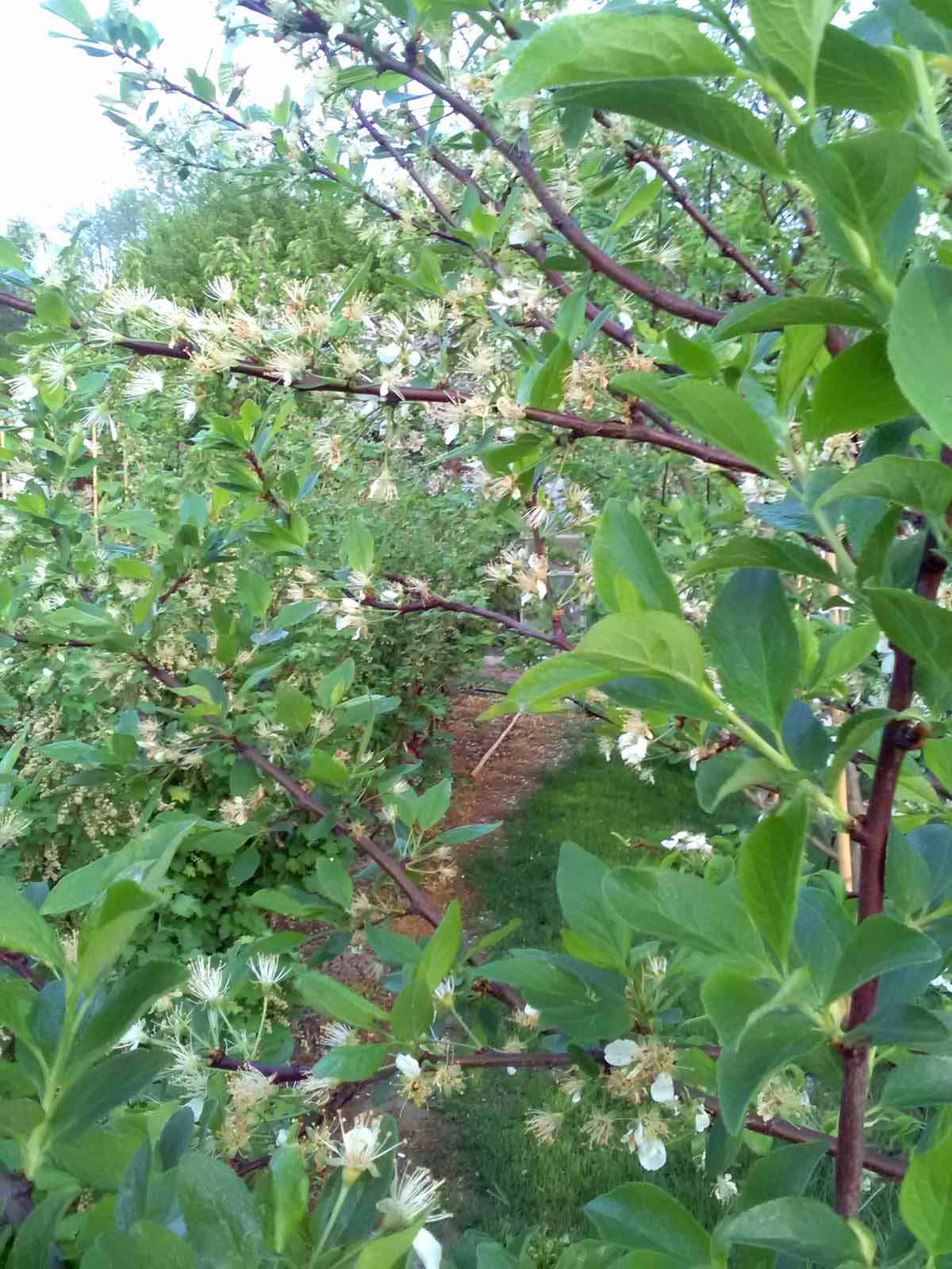 Slivky pri dokvitaní