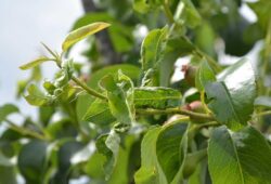 Práce v sadoch v apríli