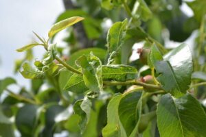 Práce v sadoch v apríli