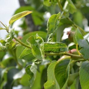 Práce v sadoch v apríli