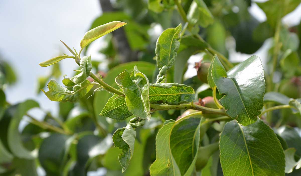 Práce v sadoch v apríli