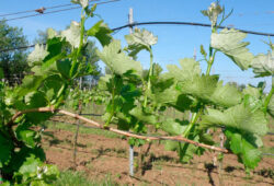 Zelené práce ako nepriama ochrana proti hubovým chorobám