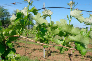 Zelené práce ako nepriama ochrana proti hubovým chorobám