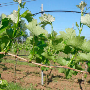 Zelené práce ako nepriama ochrana proti hubovým chorobám