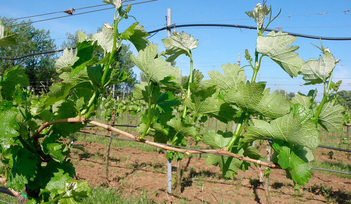 Zelené práce ako nepriama ochrana proti hubovým chorobám