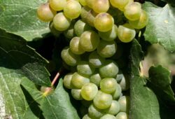 Chardonnay