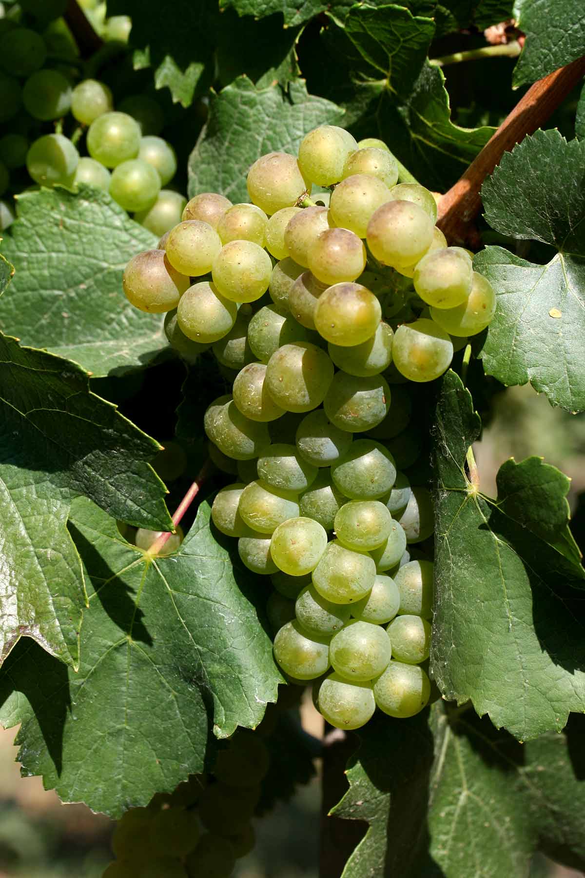 Chardonnay