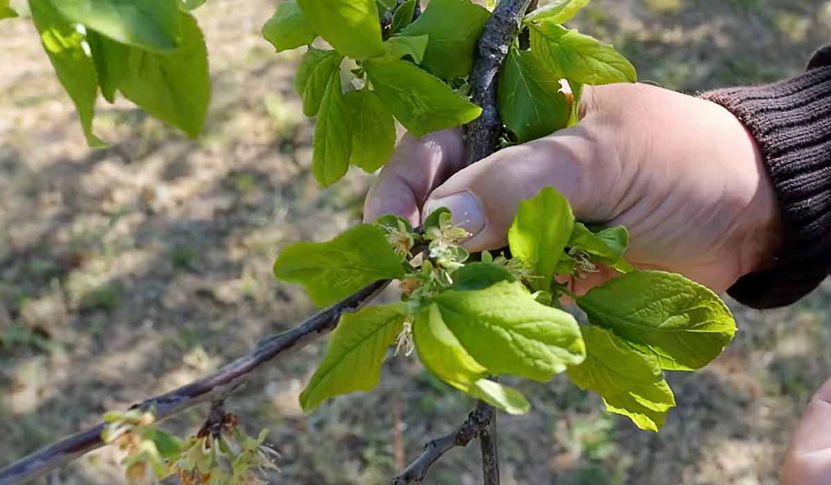 kontrola-poskodenia