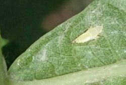 Larva cikády Scapheideus titanus