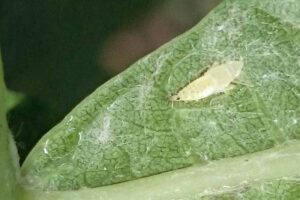 Larva cikády Scapheideus titanus