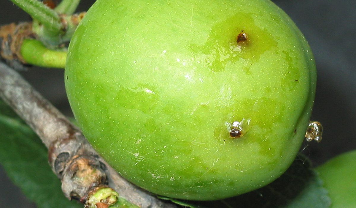 Obaľovač